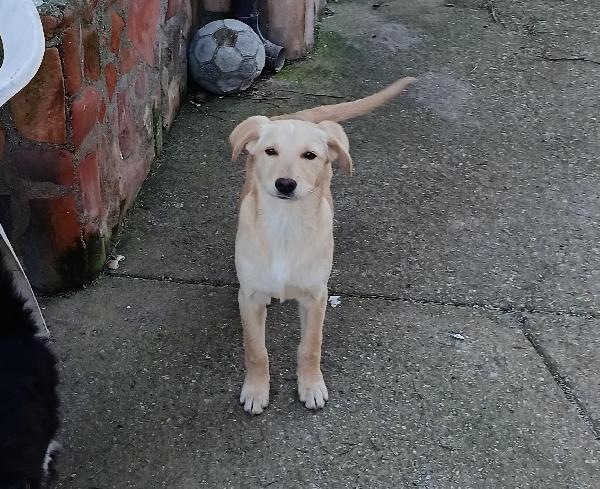 Egle simil labradorina Foto 2