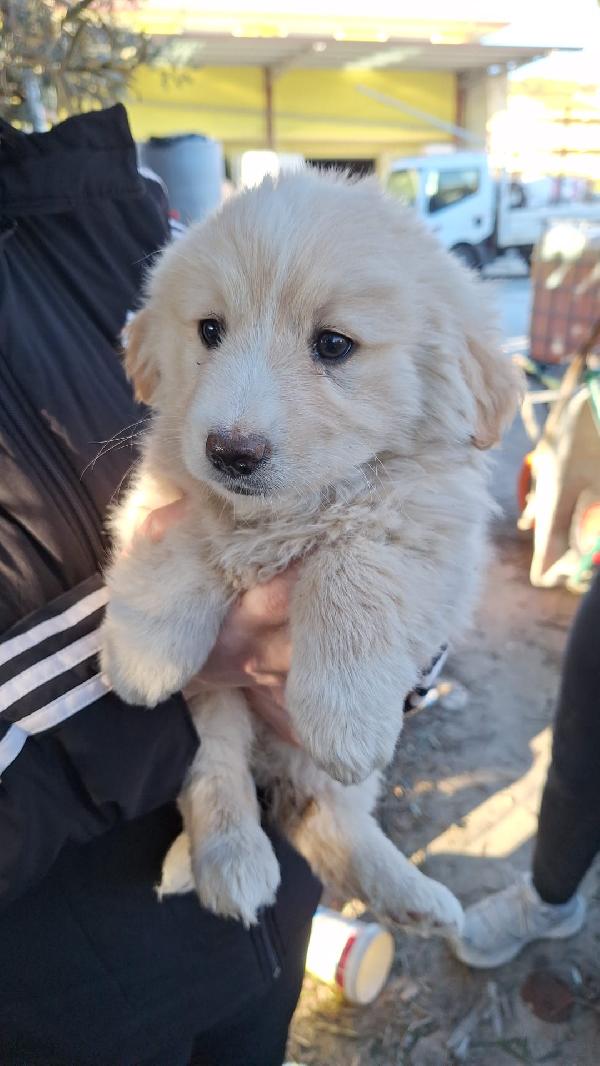 Cuccioli taglia media contenuta Foto 2