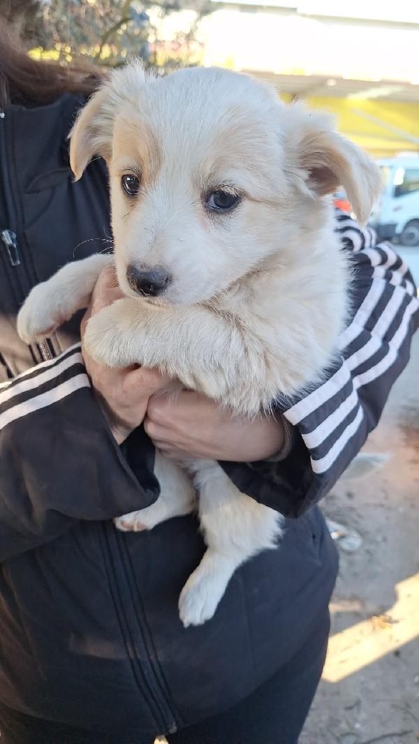 Cuccioli taglia media contenuta Foto 3