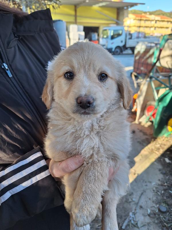 Cuccioli taglia media contenuta Foto 4