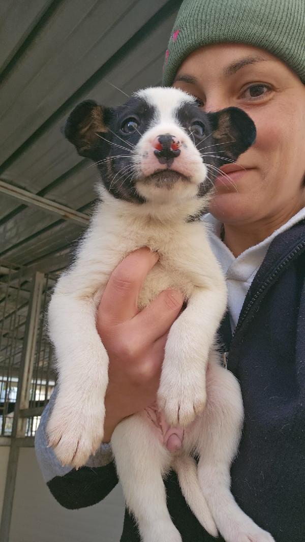 Elba Splendida Dolce Cucciolina Cerca Casa 