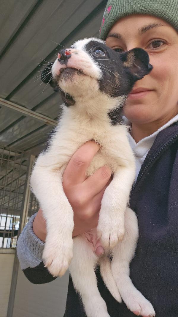 Elba splendida dolce cucciolina cerca casa  Foto 2