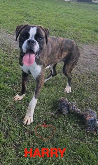 Herry boxer puro di 8 mesi in adozione Foto 2
