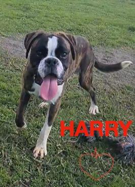 Herry boxer puro di 8 mesi in adozione Foto 3