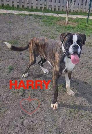 Herry boxer puro di 8 mesi in adozione Foto 4