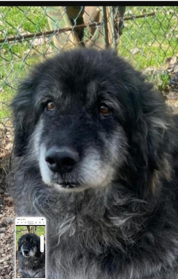 Yoghi Adulto Mix Caucaso Rassegnato Roma E Triste.