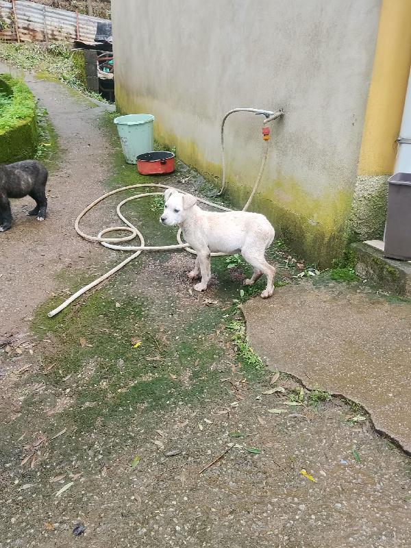 Flora dolce tenera cucciola cerca casa Foto 4