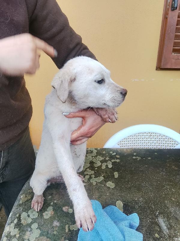 Flora dolce tenera cucciola cerca casa Foto 5