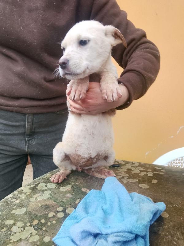 Flora dolce tenera cucciola cerca casa Foto 6