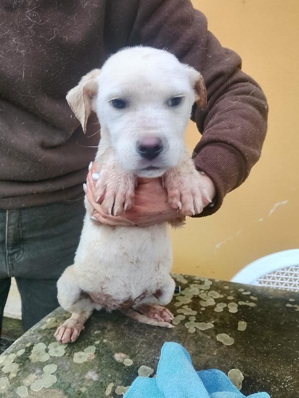 Flora dolce tenera cucciola cerca casa Foto 7