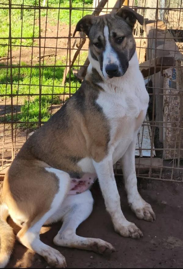 Drago/Lara mix Pitbull 9mesi senza richieste.COSENZA Foto 6