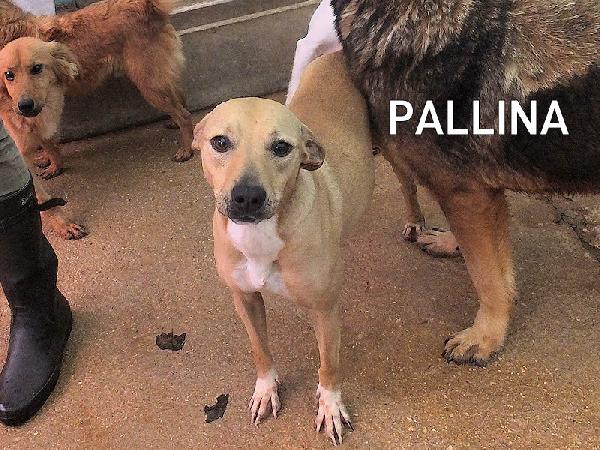 Pallina (Taglia Mediopiccola)