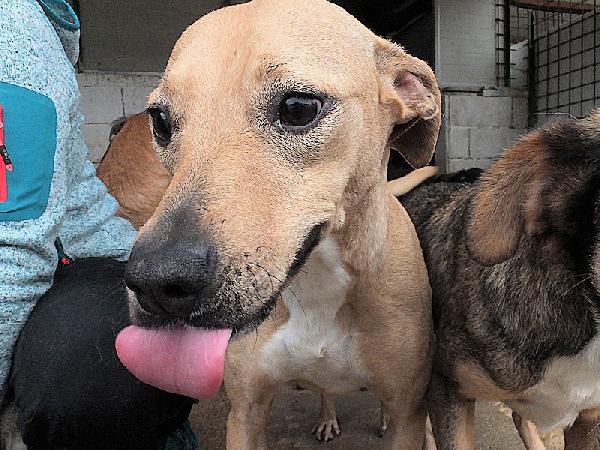 Pallina (taglia mediopiccola) Foto 2