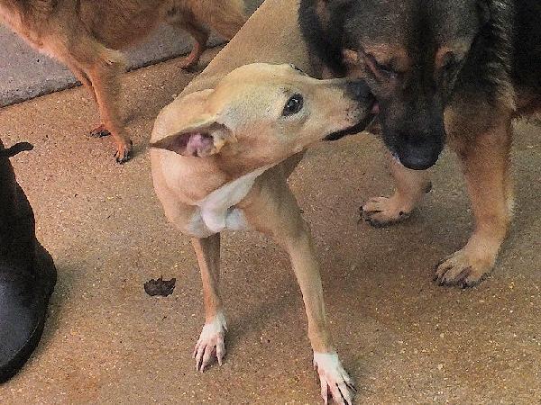 Pallina (taglia mediopiccola) Foto 3