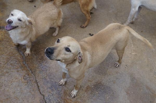 Pallina (taglia mediopiccola) Foto 6