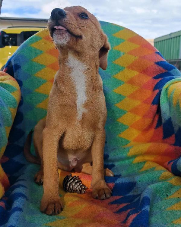 Back...cucciolo due mesi e 1/2 Foto 3