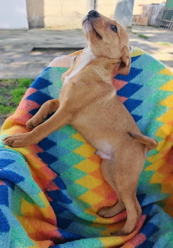 Back...cucciolo due mesi e 1/2 Foto 5