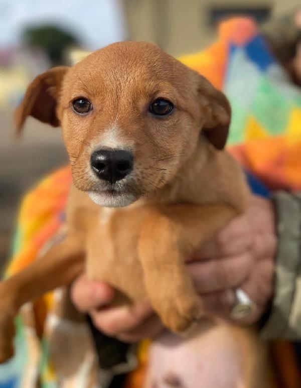 Back...cucciolo due mesi e 1/2 Foto 7