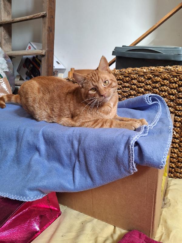 Un Gatto Di Nome Vincent 