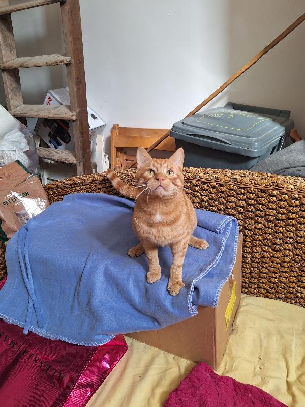 UN GATTO DI NOME VINCENT  Foto 2