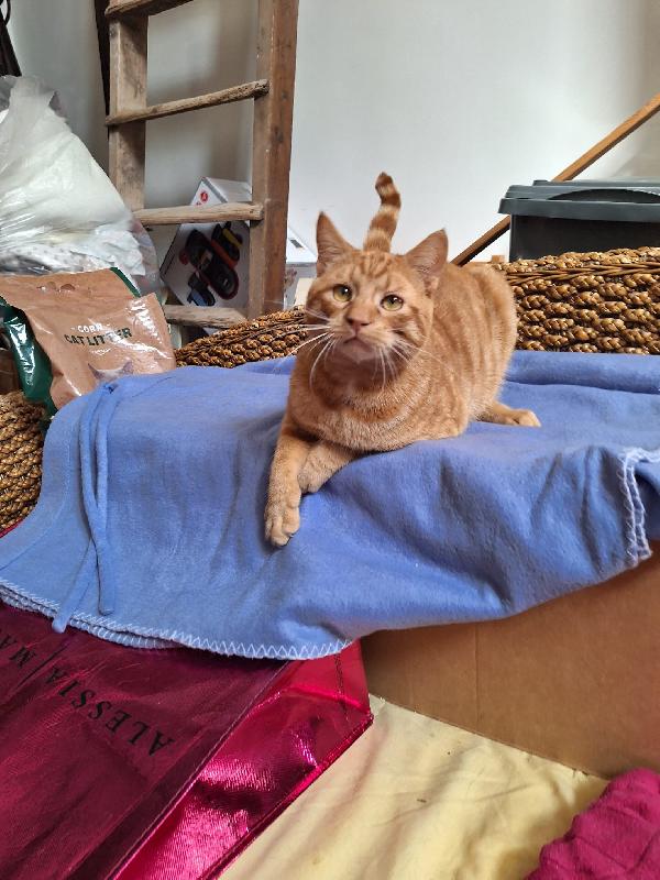 UN GATTO DI NOME VINCENT  Foto 3