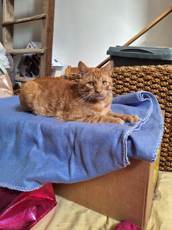 UN GATTO DI NOME VINCENT  Foto 5