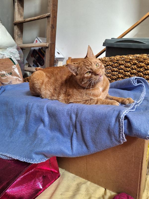 UN GATTO DI NOME VINCENT  Foto 6