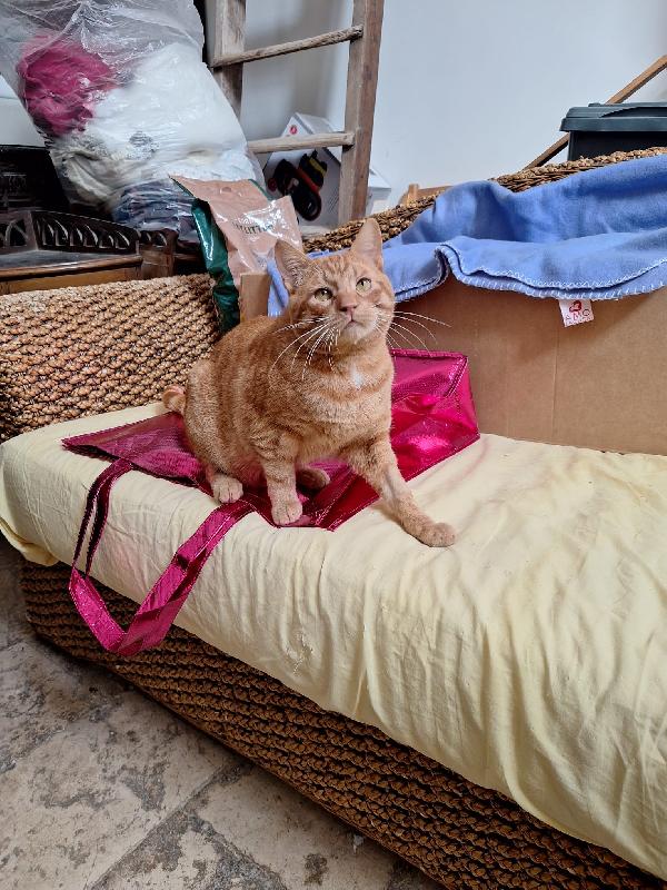 UN GATTO DI NOME VINCENT  Foto 8