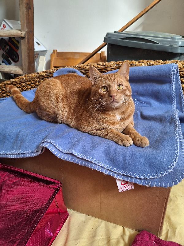 UN GATTO DI NOME VINCENT  Foto 9