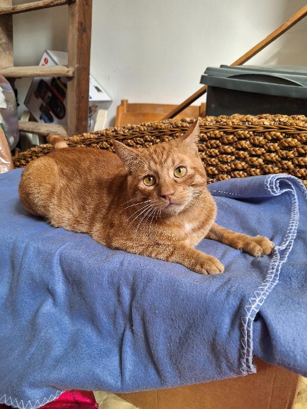 UN GATTO DI NOME VINCENT  Foto 10