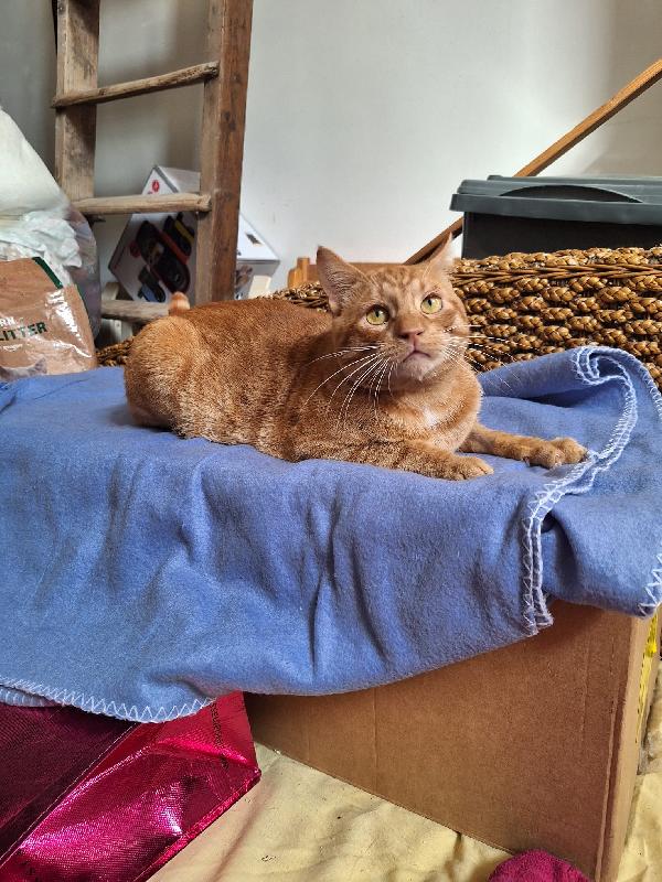 ROSSO AMABILE  Foto 3