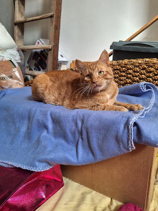 ROSSO AMABILE  Foto 4