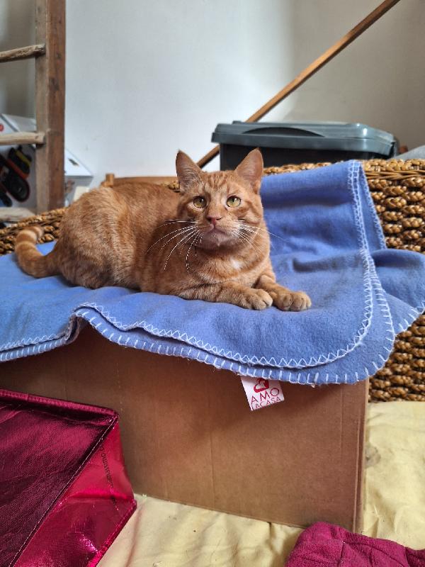 ROSSO AMABILE  Foto 7