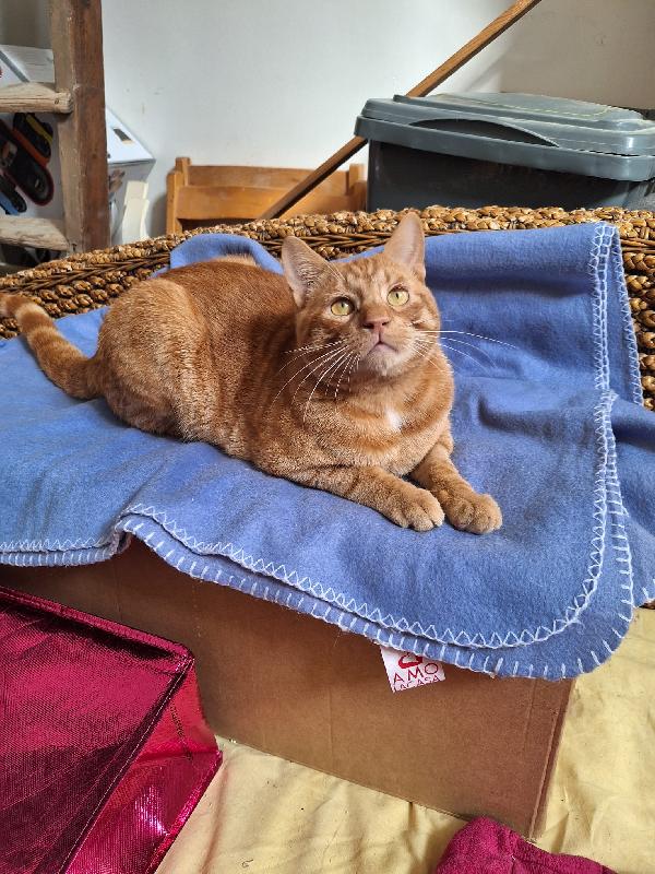 ROSSO AMABILE  Foto 8