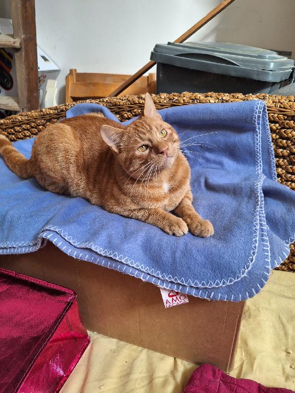 ROSSO AMABILE  Foto 9