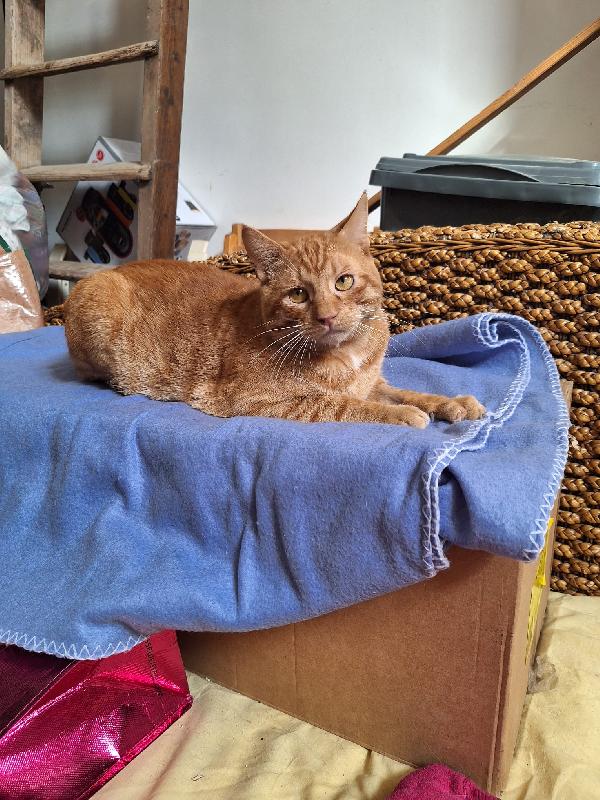 ROSSO AMABILE  Foto 10