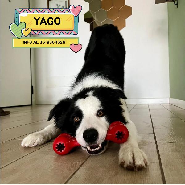 Yago Dolce Border Collie 4 Anni Cerca Casa - In Adozione 