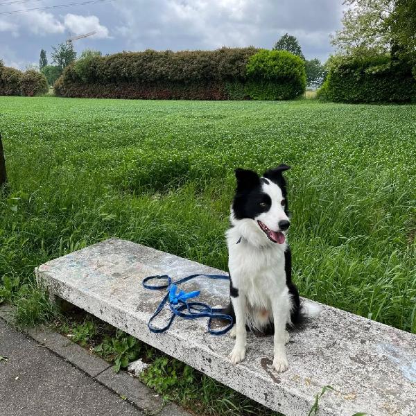 YAGO dolce border collie 4 anni cerca casa - in adozione  Foto 3