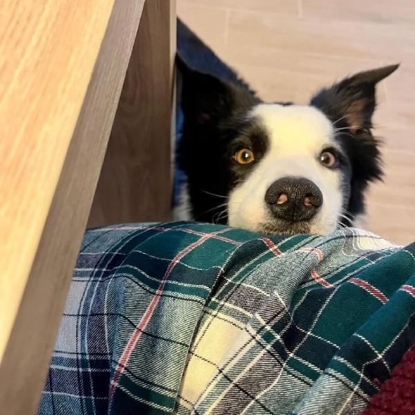 YAGO dolce border collie 4 anni cerca casa - in adozione  Foto 4