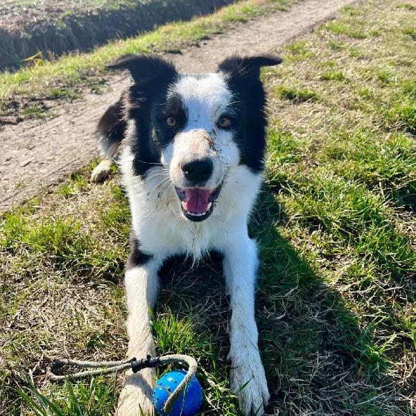 YAGO dolce border collie 4 anni cerca casa - in adozione  Foto 5