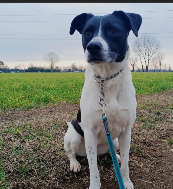 5Anni Mix Molossina Salvata 3Anni Fa Al Sud.milano