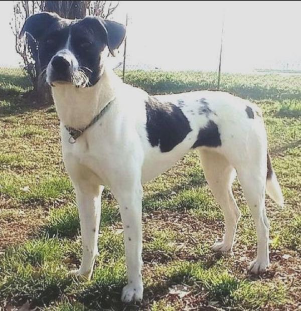 5anni mix molossina salvata 3anni fa al sud.MILANO Foto 2