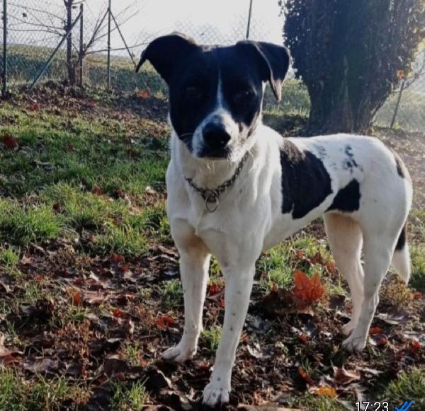 5anni mix molossina salvata 3anni fa al sud.MILANO Foto 4