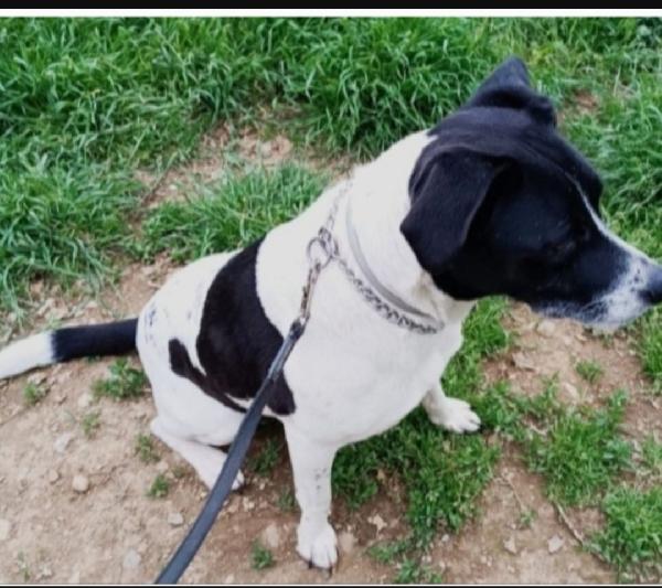 5anni mix molossina salvata 3anni fa al sud.MILANO Foto 5