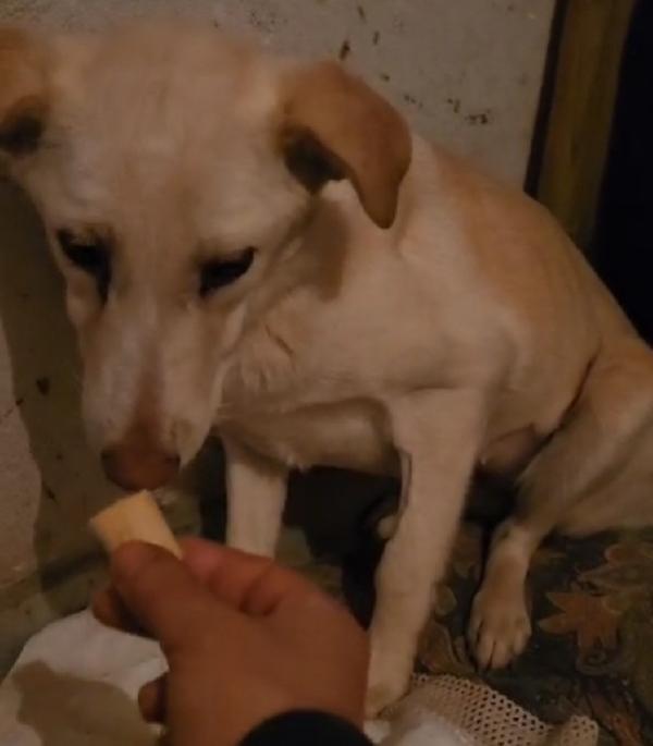 Vera 3anni vive in 1garage con 1figlio! COSENZA Foto 8