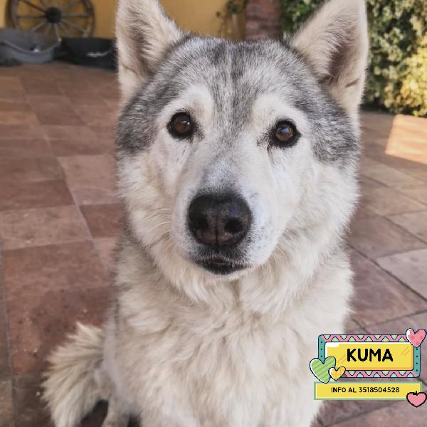 Kuma Adozione Del Cuore - Dolce Cagnolina 12 Anni Cerca Casa