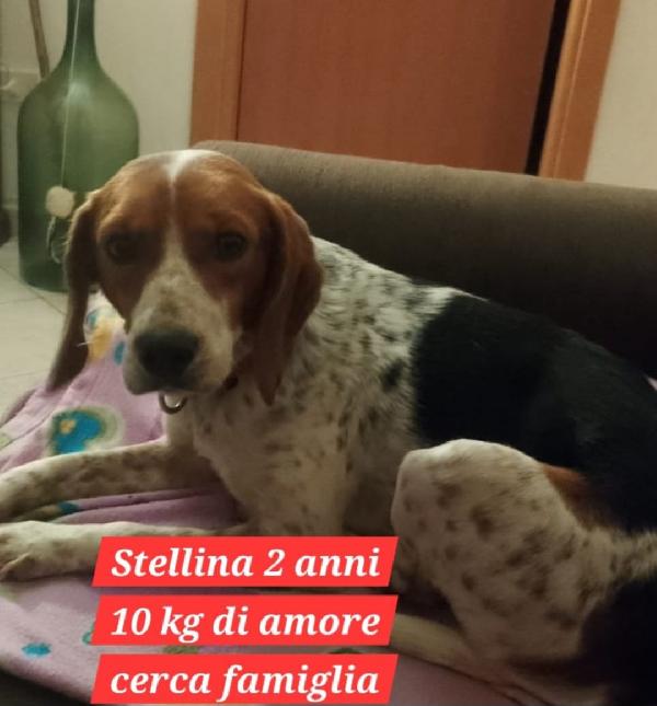 Mix Beagle femmina 2anni kg10 SICILIA SOS Foto 2