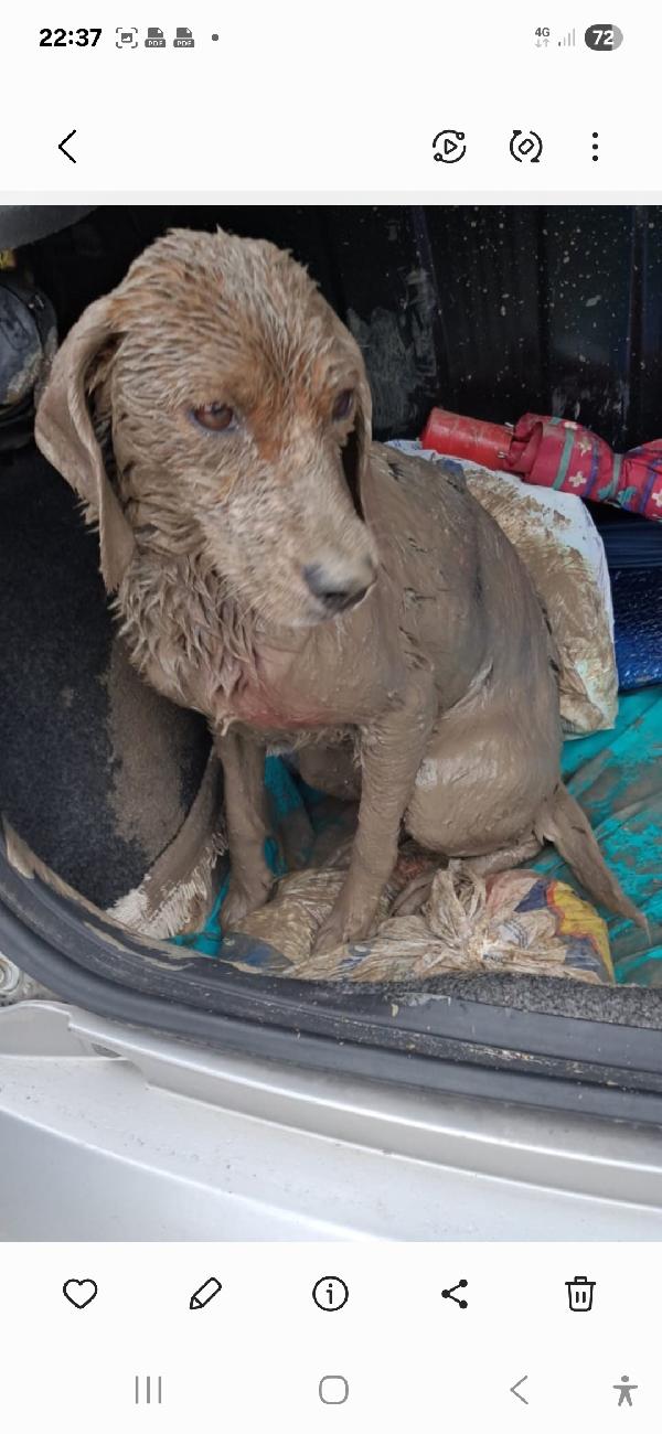 Mix Beagle femmina 2anni kg10 SICILIA SOS Foto 3