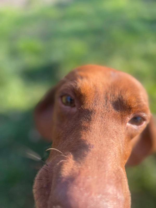 Gogò 1 Anno 13 Kg Taglia Media Contenuta 