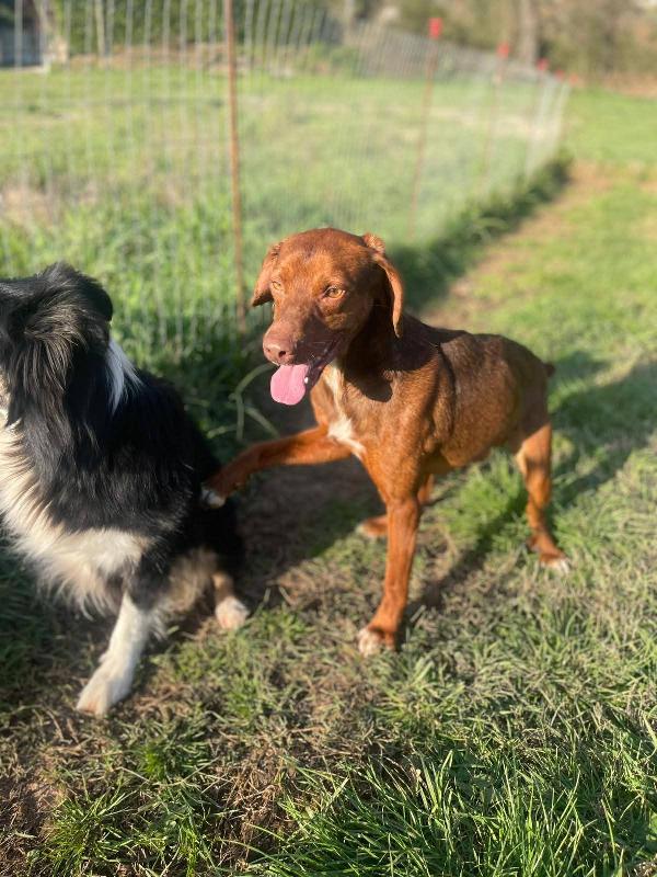 Gogò 1 anno 13 kg taglia media contenuta  Foto 3